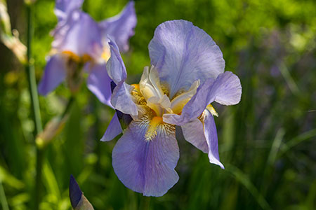blume-buga