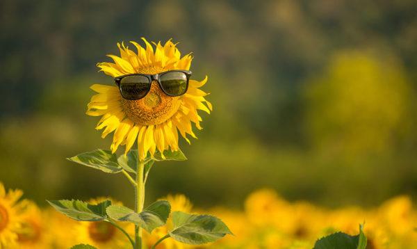 Eine Sonnenblume mit Sonnenbrille