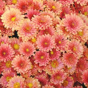 Top view of coral pink or salmon pink Chrysanthemum flowers, symbol of joy and optimism. Mother's day flower in Australia.