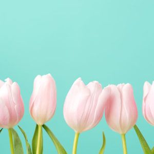 Row of beautiful tulips of gentle pastel pink color on blue background. Banner, greeting card for holiday of coming spring, international womens and mothers day. Happy valentine. Creative concept.