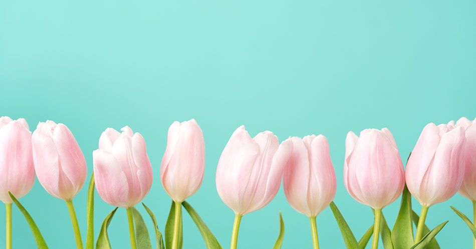 Row of beautiful tulips of gentle pastel pink color on blue background. Banner, greeting card for holiday of coming spring, international womens and mothers day. Happy valentine. Creative concept.