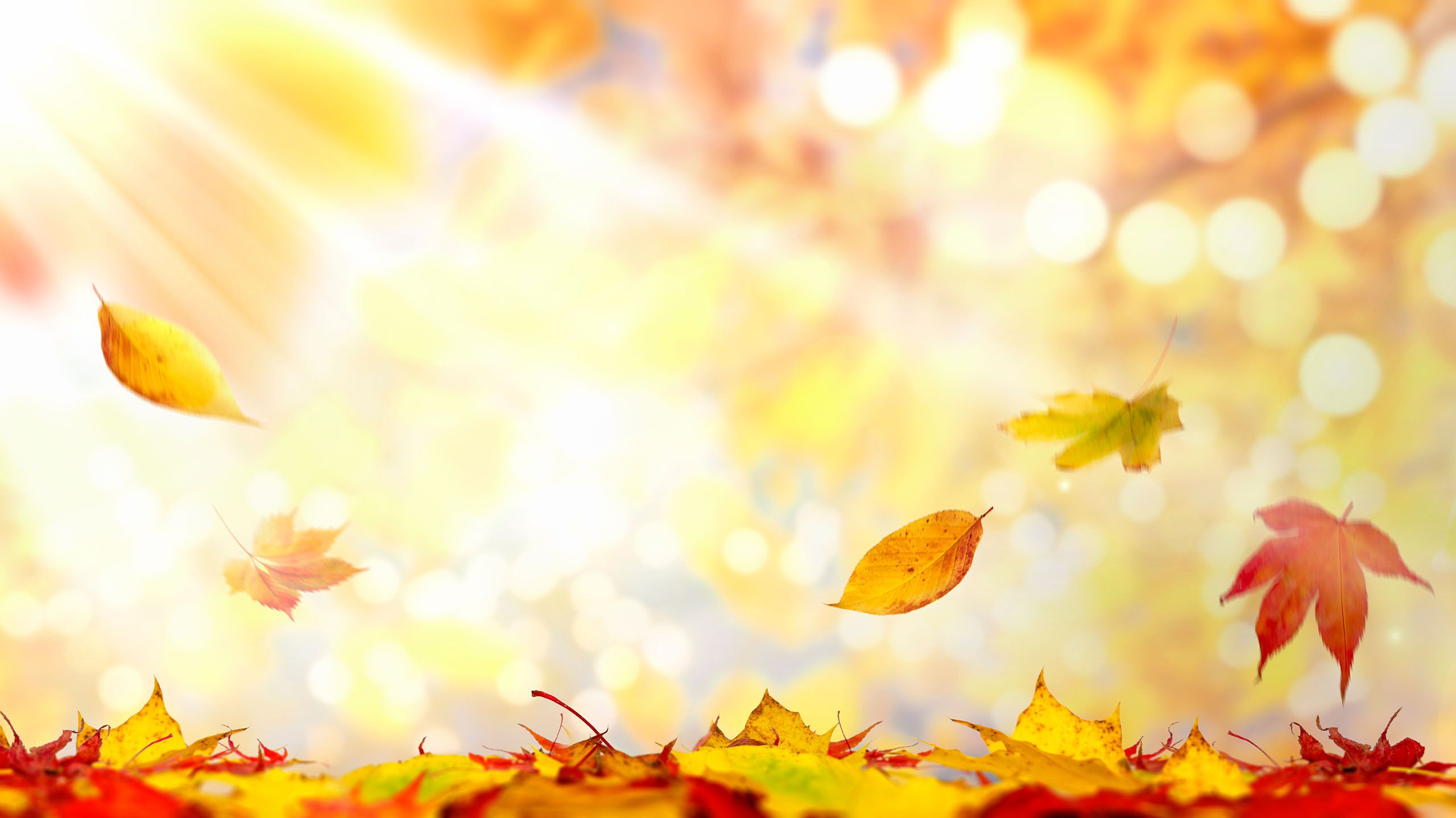 Herbstliche Blätter fallen auf einen von Laub bedeckten Boden